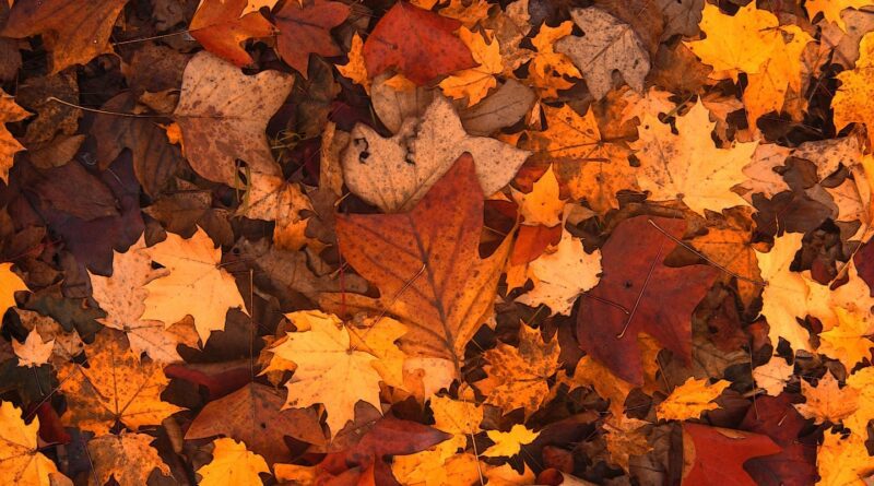 Herbstspaziergang der Kolpingsfamilie